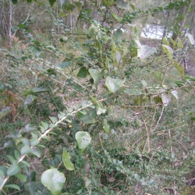 Maclura cochinchinensis (Cockspur Thorn) at Garrads Reserve Narrawallee - 24 Jun 2015 by Megan123