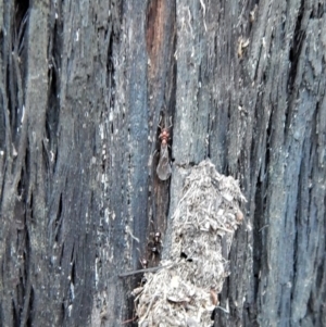 Papyrius nitidus at Undefined Area - suppressed