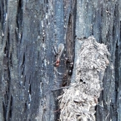 Papyrius nitidus at Undefined Area - suppressed