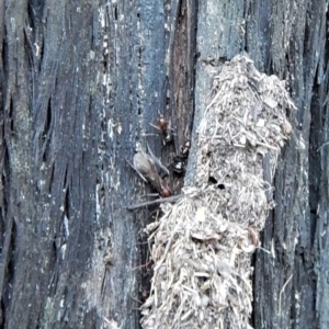 Papyrius nitidus at Undefined Area - suppressed