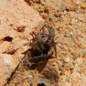 Salticidae (family) at Cook, ACT - 18 Jul 2018 11:49 AM