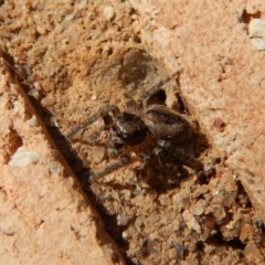 Salticidae (family) at Cook, ACT - 18 Jul 2018 11:49 AM