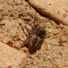 Salticidae (family) at Cook, ACT - 18 Jul 2018