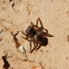 Salticidae (family) at Cook, ACT - 18 Jul 2018 11:49 AM