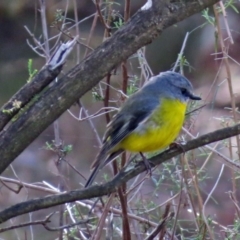 Eopsaltria australis at Acton, ACT - 19 Jul 2018