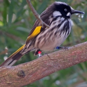 Phylidonyris novaehollandiae at Acton, ACT - 19 Jul 2018 12:17 PM