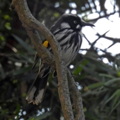 Phylidonyris novaehollandiae at Acton, ACT - 19 Jul 2018