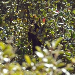 Phylidonyris novaehollandiae at Acton, ACT - 19 Jul 2018