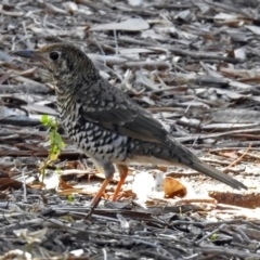 Zoothera lunulata at Acton, ACT - 19 Jul 2018