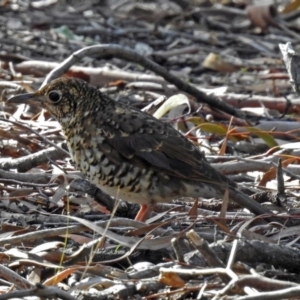 Zoothera lunulata at Acton, ACT - 19 Jul 2018