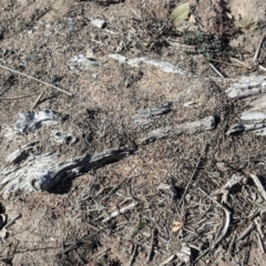 Papyrius nitidus at Symonston, ACT - suppressed