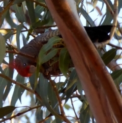 Callocephalon fimbriatum (Gang-gang Cockatoo) at Hughes, ACT - 9 Jul 2018 by JackyF