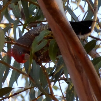 Callocephalon fimbriatum (Gang-gang Cockatoo) at Hughes, ACT - 9 Jul 2018 by JackyF