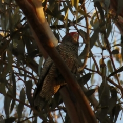 Callocephalon fimbriatum at Hughes, ACT - suppressed