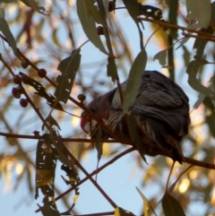 Callocephalon fimbriatum at Hughes, ACT - suppressed