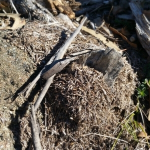 Papyrius nitidus at Symonston, ACT - 18 Jul 2018