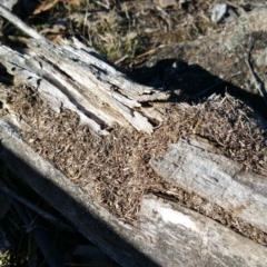 Papyrius nitidus at Symonston, ACT - suppressed