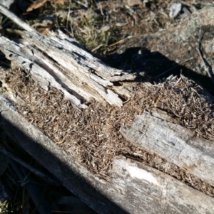 Papyrius nitidus at Symonston, ACT - suppressed