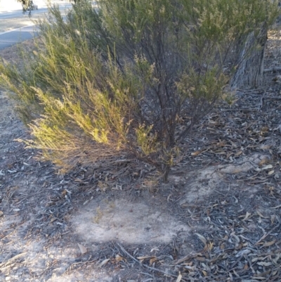 Cassinia sifton (Sifton Bush, Chinese Shrub) at Torrens, ACT - 19 Jul 2018 by nath_kay