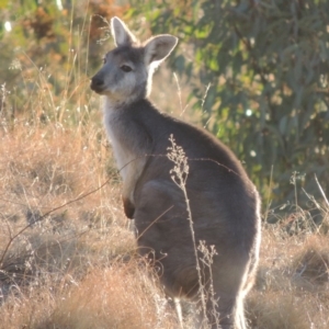 Osphranter robustus at Tennent, ACT - 4 Jul 2018