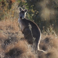 Osphranter robustus robustus at Tennent, ACT - 4 Jul 2018