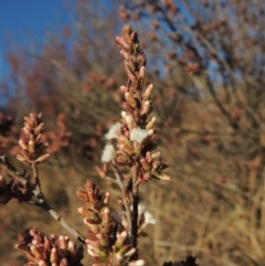 Leucopogon attenuatus (Small-leaved Beard Heath) at Greenway, ACT - 17 Jul 2018 by michaelb