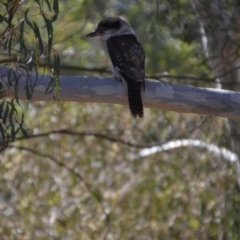 Dacelo novaeguineae (Laughing Kookaburra) at Wamboin, NSW - 5 Apr 2018 by natureguy