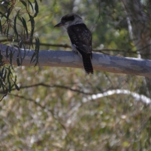 Dacelo novaeguineae at Wamboin, NSW - 5 Apr 2018