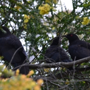 Corcorax melanorhamphos at Wamboin, NSW - 28 Oct 2016