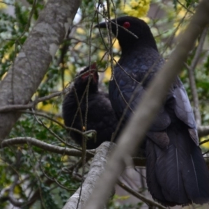 Corcorax melanorhamphos at Wamboin, NSW - 28 Oct 2016 02:43 PM