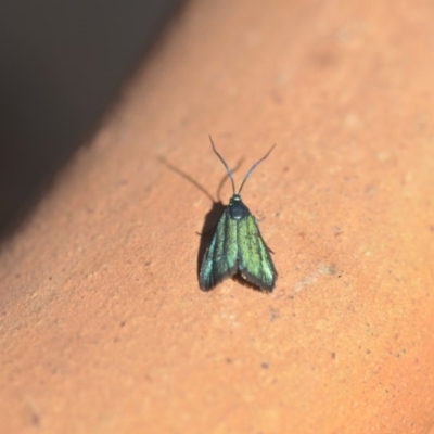 Pollanisus viridipulverulenta (Satin-green Forester) at Wamboin, NSW - 6 Apr 2018 by natureguy