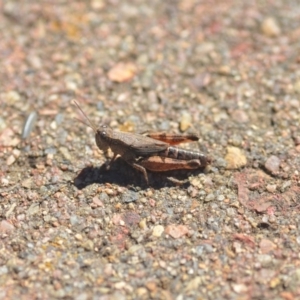 Phaulacridium vittatum at Wamboin, NSW - 6 Apr 2018