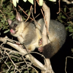 Trichosurus vulpecula (Common Brushtail Possum) at Kambah, ACT - 15 Jul 2018 by MatthewFrawley