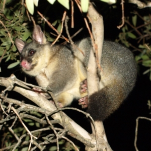 Trichosurus vulpecula at Kambah, ACT - 15 Jul 2018 09:03 PM