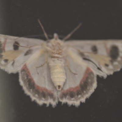 Crypsiphona ocultaria (Red-lined Looper Moth) at Wamboin, NSW - 9 Apr 2018 by natureguy