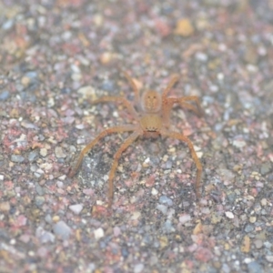 Sparassidae (family) at Wamboin, NSW - 14 Apr 2018 08:41 PM