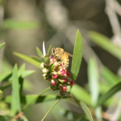 Apis mellifera (European honey bee) at Wamboin, NSW - 8 May 2018 by natureguy