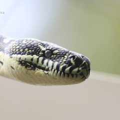Morelia spilota spilota (Diamond Python) at Cunjurong Point, NSW - 25 Sep 2014 by CharlesDove