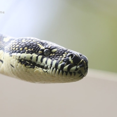 Morelia spilota spilota (Diamond Python) at Cunjurong Point, NSW - 24 Sep 2014 by Charles Dove