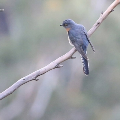 Cacomantis flabelliformis (Fan-tailed Cuckoo) at Morton National Park - 23 Sep 2014 by Charles Dove