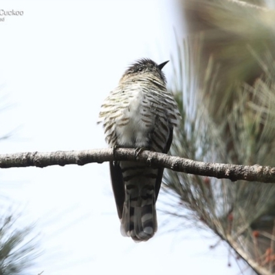 Chrysococcyx lucidus (Shining Bronze-Cuckoo) at Morton National Park - 24 Sep 2016 by CharlesDove