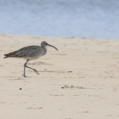 Numenius phaeopus (Whimbrel) at Cunjurong Point, NSW - 25 Sep 2014 by CharlesDove