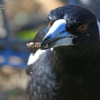 Gymnorhina tibicen (Australian Magpie) at Ulladulla, NSW - 21 Sep 2014 by Charles Dove