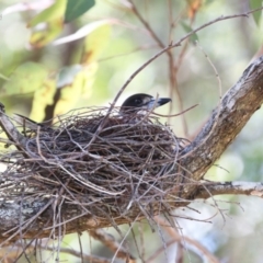 Cracticus torquatus (Grey Butcherbird) at Fishermans Paradise, NSW - 22 Sep 2014 by CharlesDove