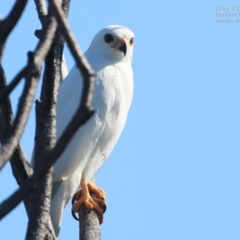 Tachyspiza novaehollandiae (Grey Goshawk) at Ulladulla, NSW - 23 Sep 2014 by CharlesDove