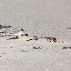 Charadrius rubricollis (Hooded Plover) at Ulladulla, NSW - 15 Sep 2014 by CharlesDove