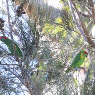 Glossopsitta concinna (Musk Lorikeet) at Fishermans Paradise, NSW - 22 Sep 2014 by CharlesDove