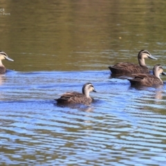 Anas superciliosa (Pacific Black Duck) at Burrill Lake, NSW - 23 Sep 2014 by CharlesDove
