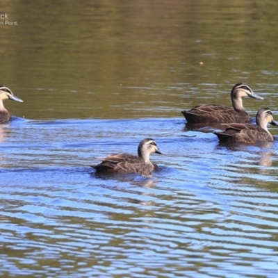 Anas superciliosa (Pacific Black Duck) at Burrill Lake, NSW - 23 Sep 2014 by CharlesDove