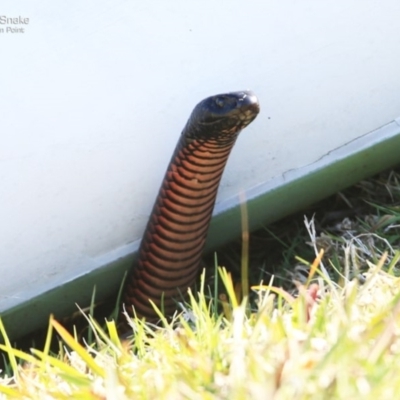 Pseudechis porphyriacus (Red-bellied Black Snake) at Burrill Lake, NSW - 23 Sep 2014 by CharlesDove